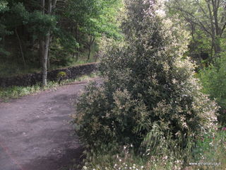 Monte Grosso